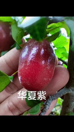 华夏紫,不用公树授粉的品种丰果老鸦,有公树也授不了粉,全树果子无籽